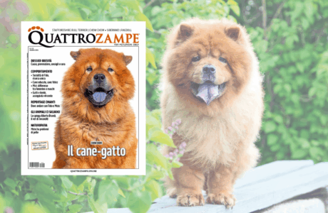 Quattrozampe protagonista a Milano: due giorni di incontri, emozioni e connessioni con la community pet